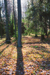 Fototapety na wymiar - Fototapeta24.pl