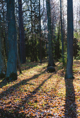 Fototapety na wymiar - Fototapeta24.pl