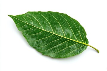 Obraz premium green cocoa leaf isolated on white. MZ, cutout, png 
