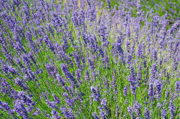Fototapeta premium Lavender Field with Blooming Purple Flowers Under Bright Daylight