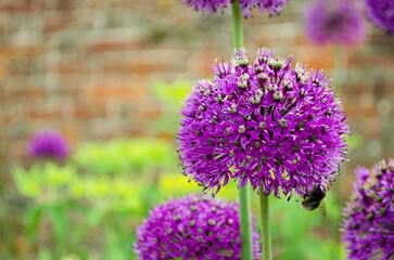 Obraz premium Purple Allium Flowers Blooming, a bee collecting nectar amid a garden environment