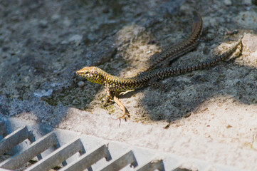 Close-Up View of Lizard Resting on concrete Surface in an industrial environment in Natural Light
