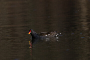 Moorhen with distinctive red and yellow beak gliding across a calm pond surface.
