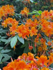 Orange flowers in garden in Spring