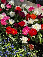 Bouquet of flowers in garden in Spring