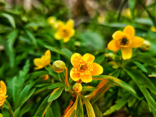 Bright yellow flowers bloom in a vibrant garden during springtime near a serene natural setting