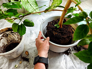Flower transplanting in spring for vibrant autumn blooms in a home garden setting