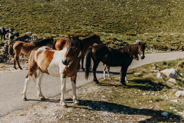 Adorable wild horses walking in the mountains of Durmitor National Park, Montenegro.