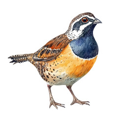 Quail Close Up, watercolor painting vector, isolated on a white background.