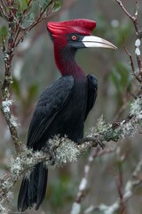 The Rufous-necked Hornbill, also known as Aceros nipalensis, can be found in West Bengal, India