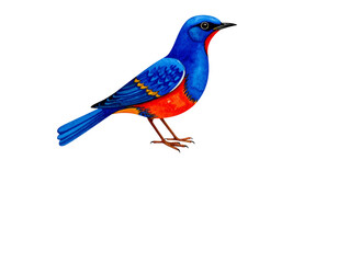 blue bird isolated on white
