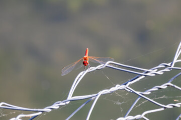 Red dragonfly perched