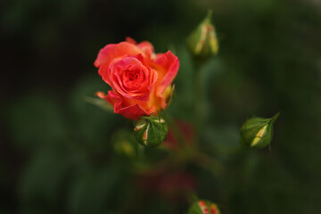 Peach-colored roses bloom in a flowerbed