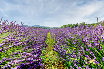 Beautiful lavender fields in Provence, France. The purple flowers bloom under a clear sky, creating...