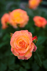 Peach-colored roses bloom in a flowerbed