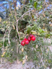 red flower of pomegranate 