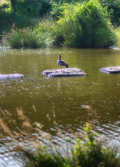 A seagull stands on a rock in a pond on a sunny day.