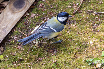 Mésange charbonnière dans un jardin