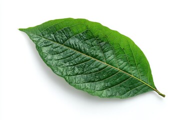 Fototapeta premium green cocoa leaf isolated on white. cutout, cut-out, png 