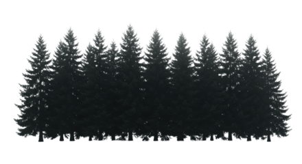 Impenetrable wall of tall, mature evergreen pine trees with dark foliage silhouette against bright foggy sky & transparent plain foreground, head-on. Concept of natural solitude and grandeur