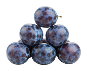 Obraz premium Harvesting fresh blue plums orchard food photography natural light close-up culinary delight