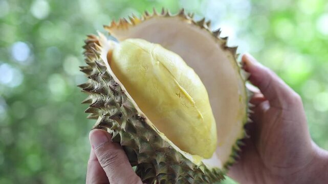 durian, hands opening a fresh durian fruit in the garden, revealing ripe durian yellow flesh, close-up scene of tropical fruit harvest and freshness, blurred natural garden background