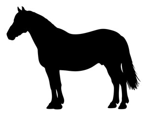 Baise horse in silhouette pure white background.