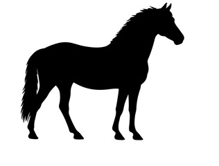  Baluchi horse in silhouette pure white background.