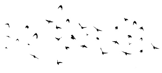 Flying birds silhouette flock. hand drawing. Not AI. Vector illustration.