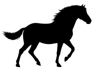 Barb horse in silhouette pure white background.