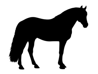 Bardigiano in silhouette pure white background.