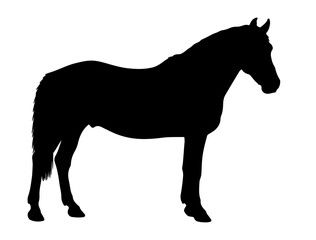 Barraquand horse in silhouette pure white background.