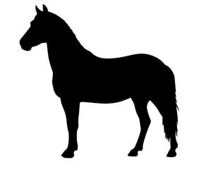 Batak Pony Horse in silhouette pure white background.