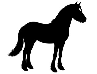 Basuto Pony in silhouette pure white background.