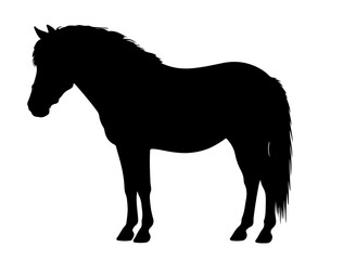  Batak pony in silhouette pure white background. 