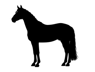 Belgian Sport Horse in silhouette.