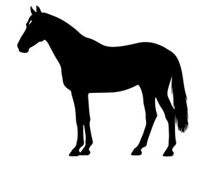 Blazer horse in silhouette pure white background. 