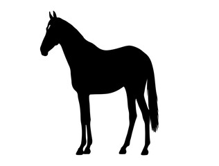 Boerperd in silhouette.