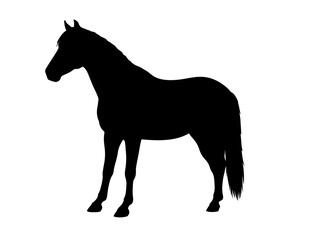 Bosnian Mountain Horse in silhouette pure white background.