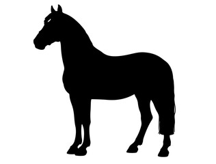 Breton bidet Horse in silhouette pure white background 