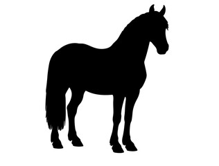 Breton bidet Horse in silhouette pure white background. 