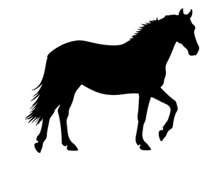  Budyonny horse in silhouette pure white background. 