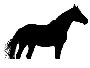 Camargue horse in silhouette pure white background. 