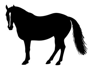  Camarillo White Horse in silhouette pure white background.