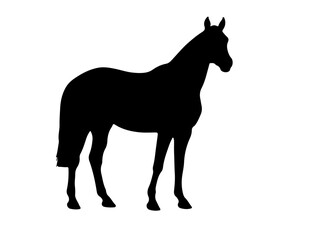 Canadian Warmblood in silhouette.