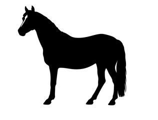 Chincoteague Pony in silhouette pure white background.