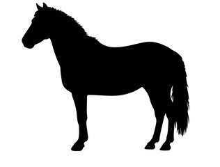 Hincoteague Pony in silhouette pure white background.