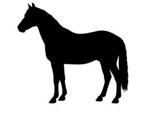Czechoslovakian Small Riding Pony in silhouette pure white background.
