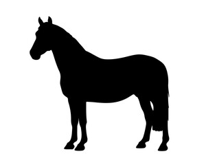 Danish Sport Pony in silhouette pure white background.