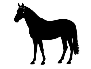 Danish Sport Pony horse in silhouette.